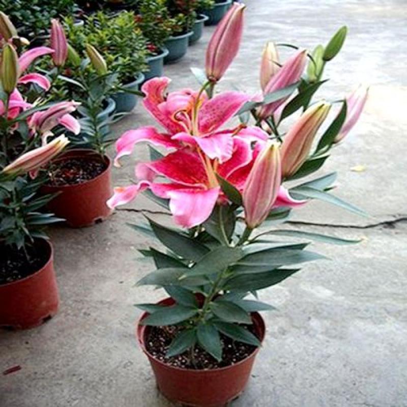 四季百合花盆栽阳台客厅好养香水百合室内观花植物