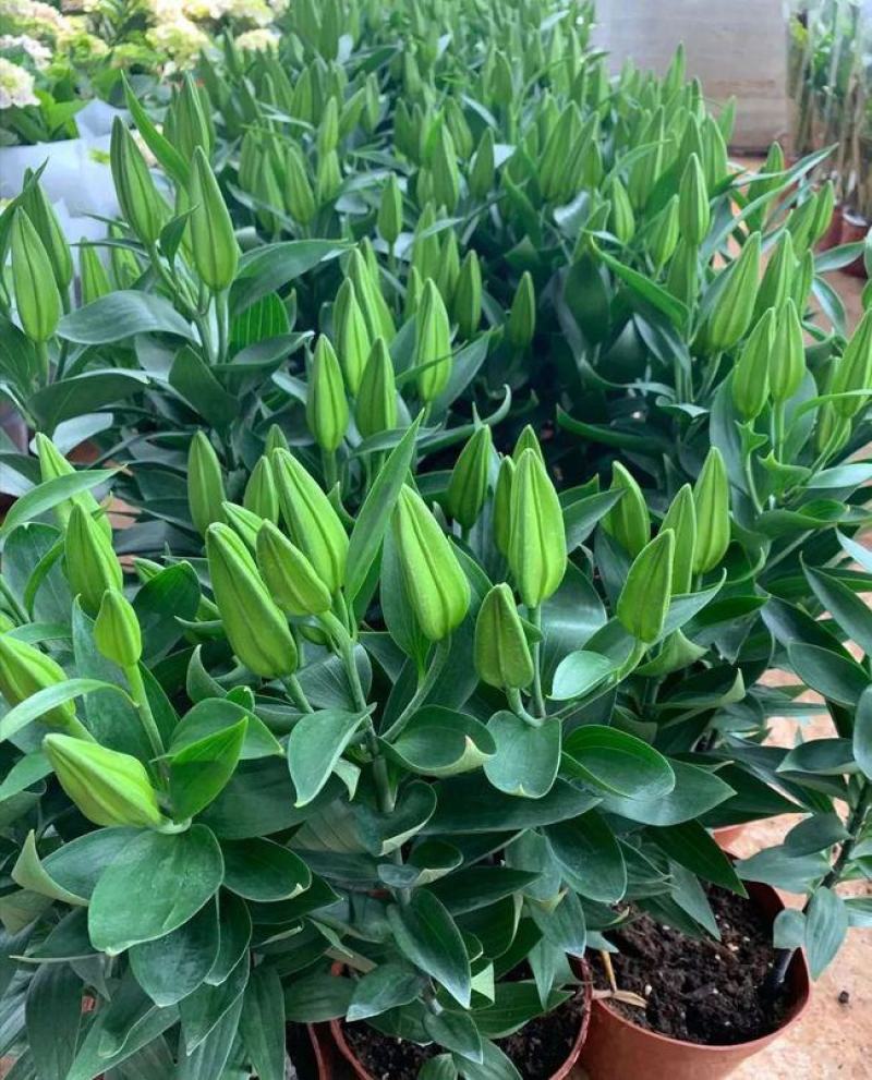 四季百合花盆栽阳台客厅好养香水百合室内观花植物