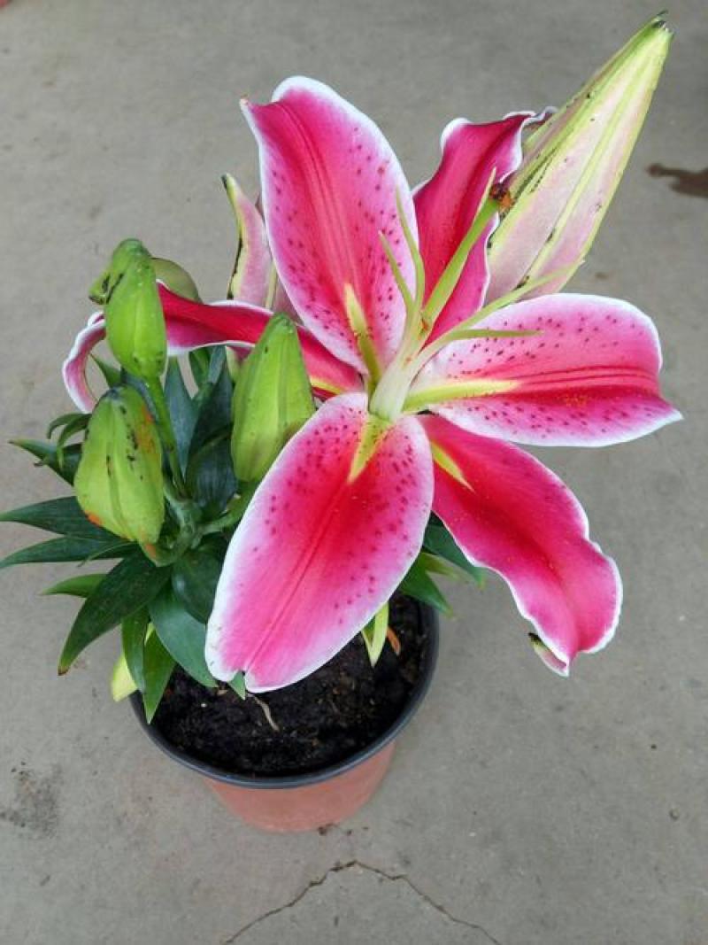 四季百合花盆栽阳台客厅好养香水百合室内观花植物