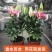 四季百合花盆栽阳台客厅好养香水百合室内观花植物