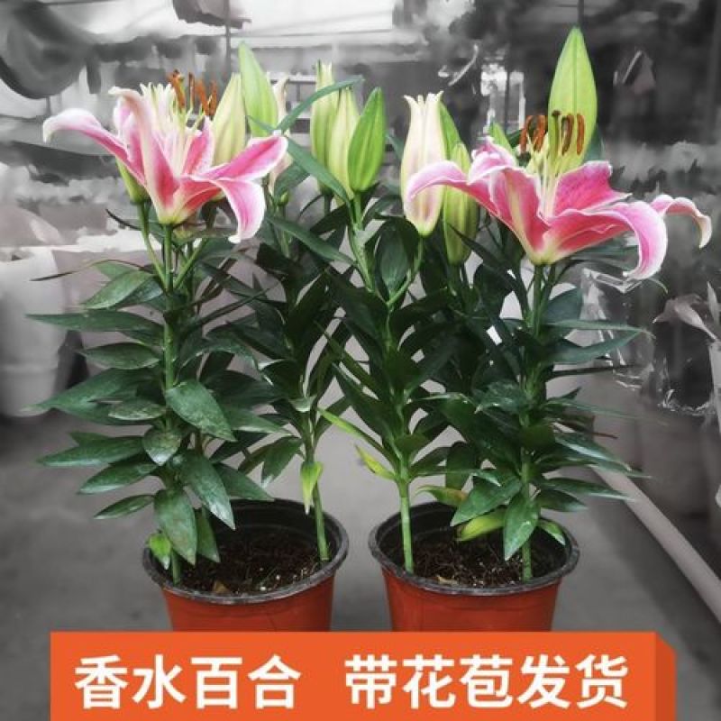 四季百合花盆栽阳台客厅好养香水百合室内观花植物