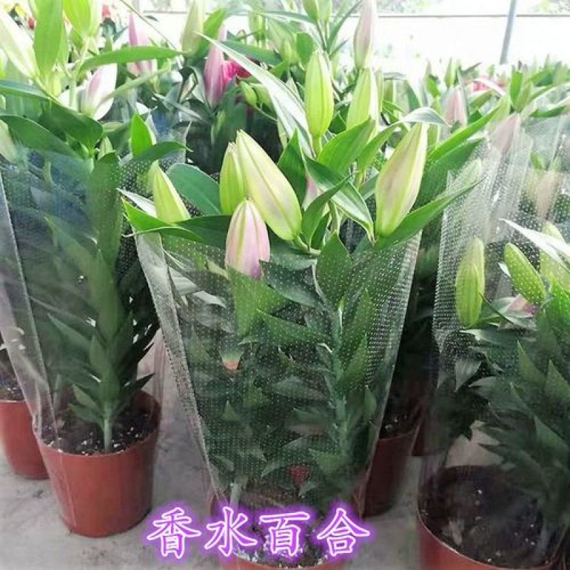四季百合花盆栽阳台客厅好养香水百合室内观花植物