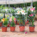四季百合花盆栽阳台客厅好养香水百合室内观花植物