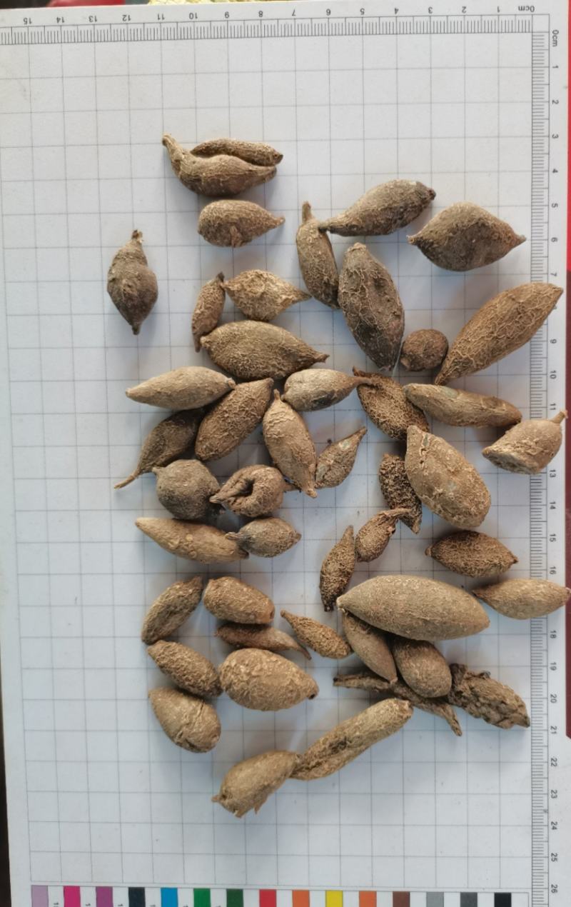 广郁金(包邮)，3斤起批，零售量大批发从优