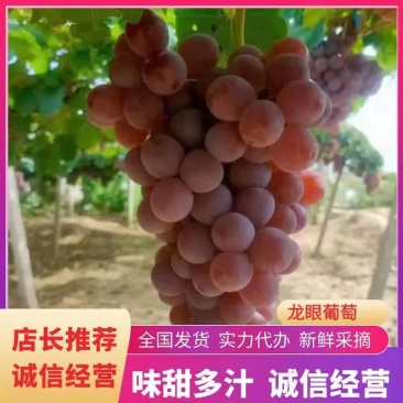 酿酒葡萄！河北省张家口市涿鹿县温泉屯镇精品龙眼葡萄