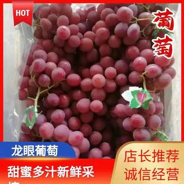 河北省张家口市涿鹿县果树厂的精品红提葡萄