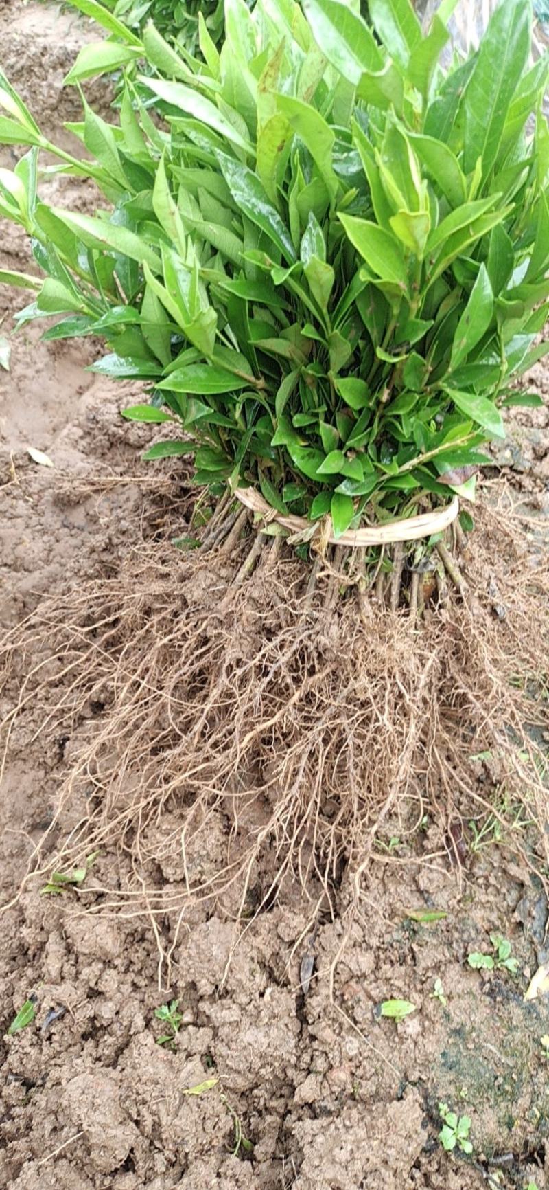 桅子花，小叶桅子花大叶桅子花苗地苗杯苗大量批发供应