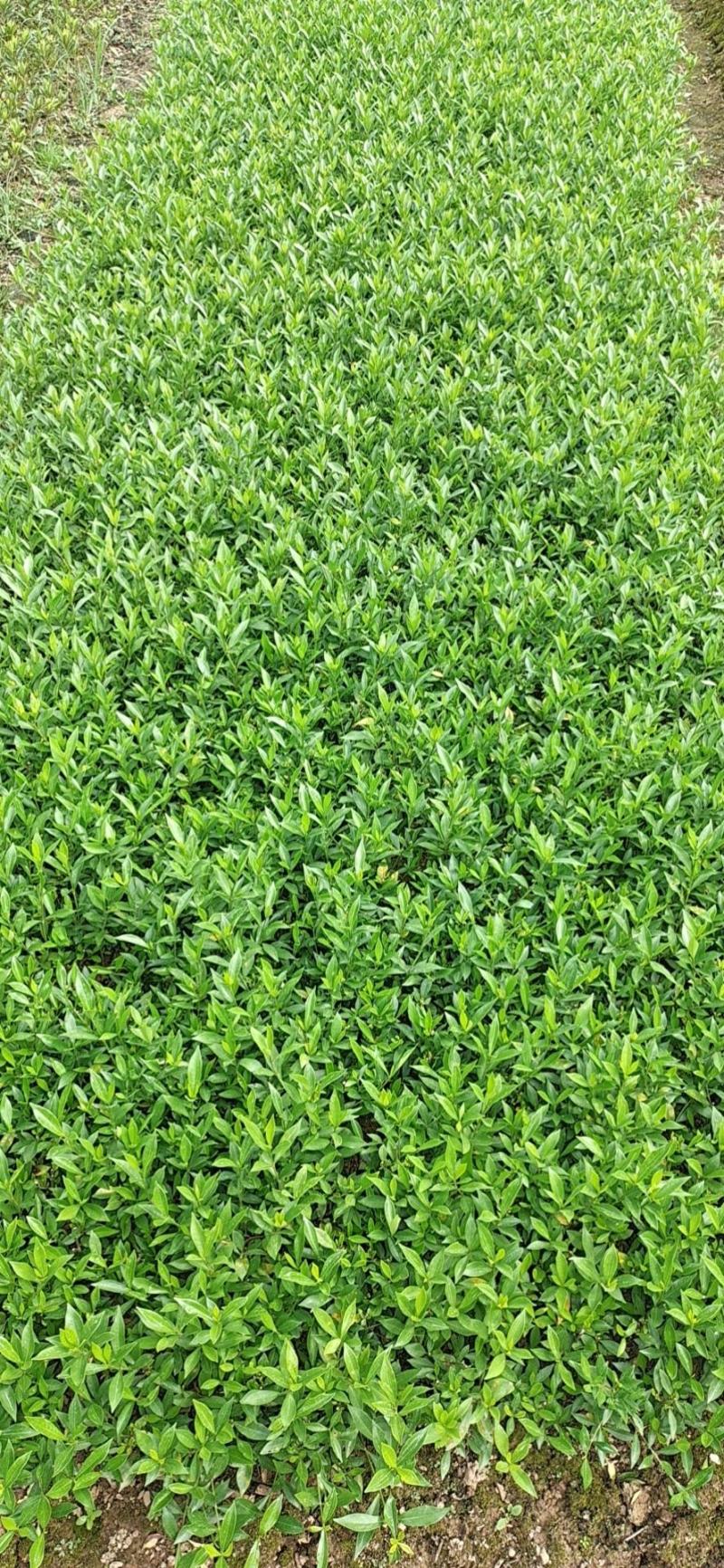 桅子花，小叶桅子花大叶桅子花苗地苗杯苗大量批发供应
