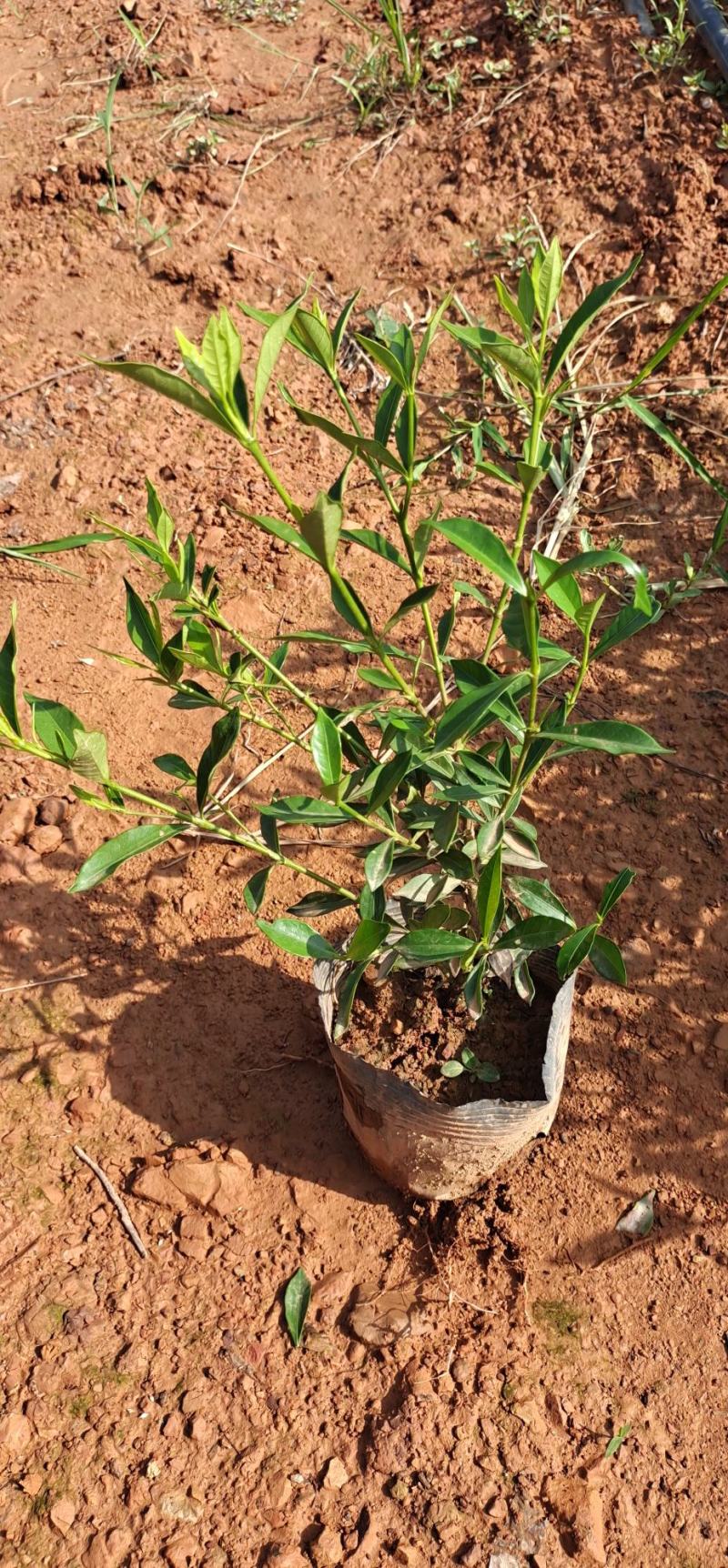 桅子花，小叶桅子花大叶桅子花苗地苗杯苗大量批发供应