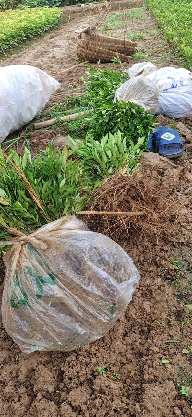 桅子花，小叶桅子花大叶桅子花苗地苗杯苗大量批发供应