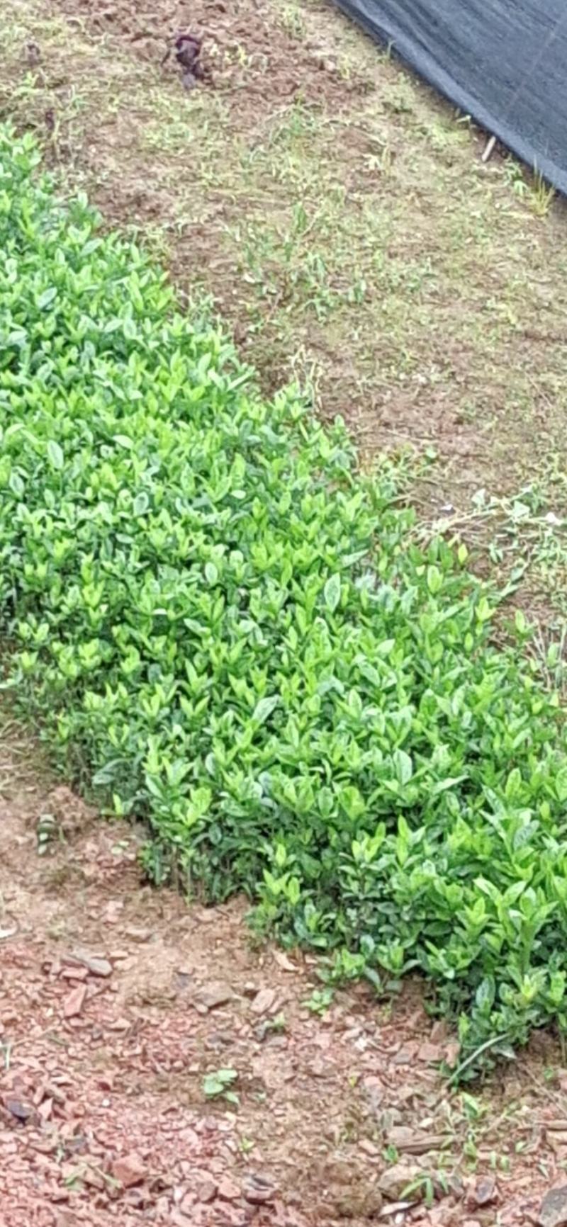 桅子花，小叶桅子花大叶桅子花苗地苗杯苗大量批发供应