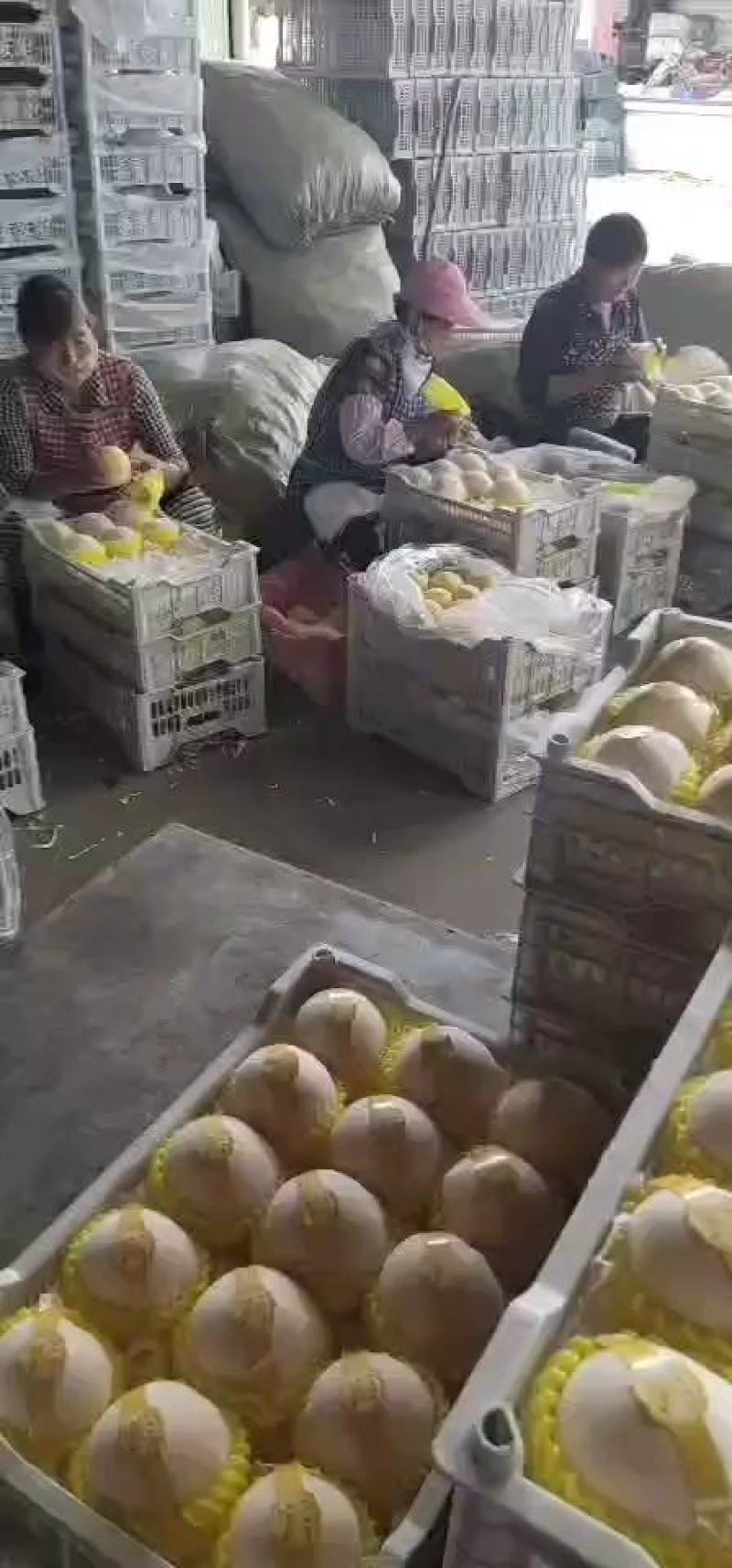黄金密桃，产地直发，货源充足，口感脆甜多汁，支持一件代发