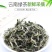 2022头春茶绿茶茶叶香浓型毛尖茶云南茶，厂家自产自销
