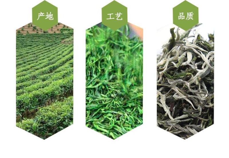 2022头春茶绿茶茶叶香浓型毛尖茶云南茶，厂家自产自销