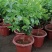 茉莉花盆栽花卉植物室内花苗四季开花浓香好养易活