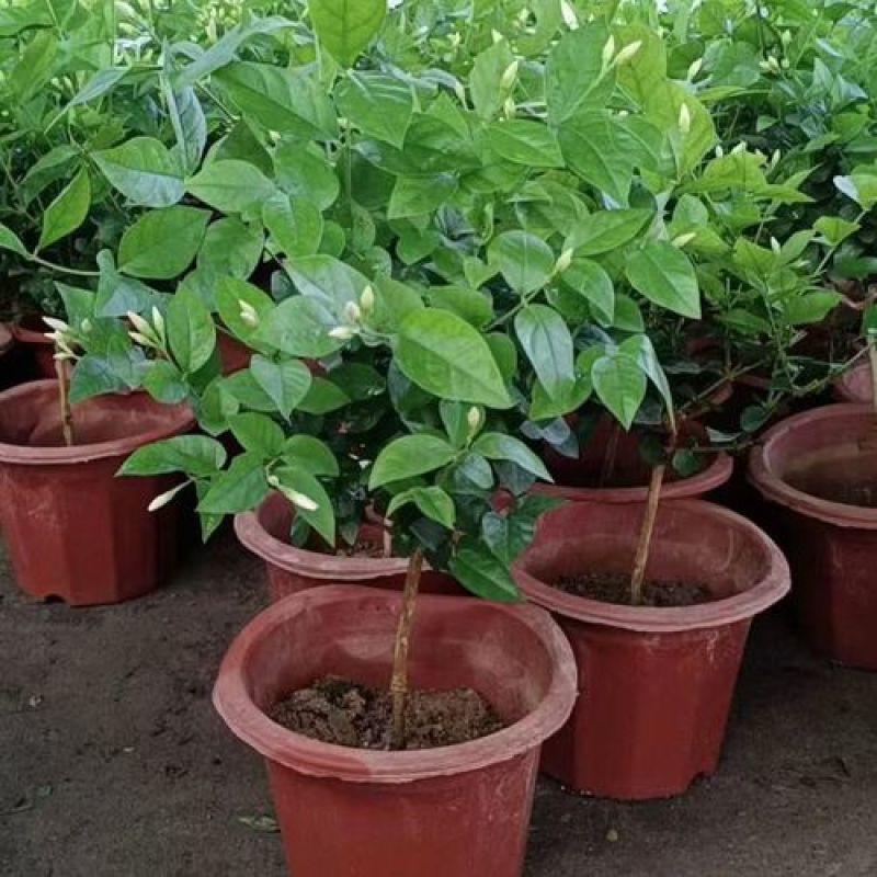 茉莉花盆栽花卉植物室内花苗四季开花浓香好养易活