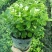 茉莉花盆栽花卉植物室内花苗四季开花浓香好养易活