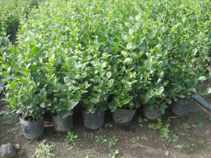 茉莉花盆栽花卉植物室内花苗四季开花浓香好养易活