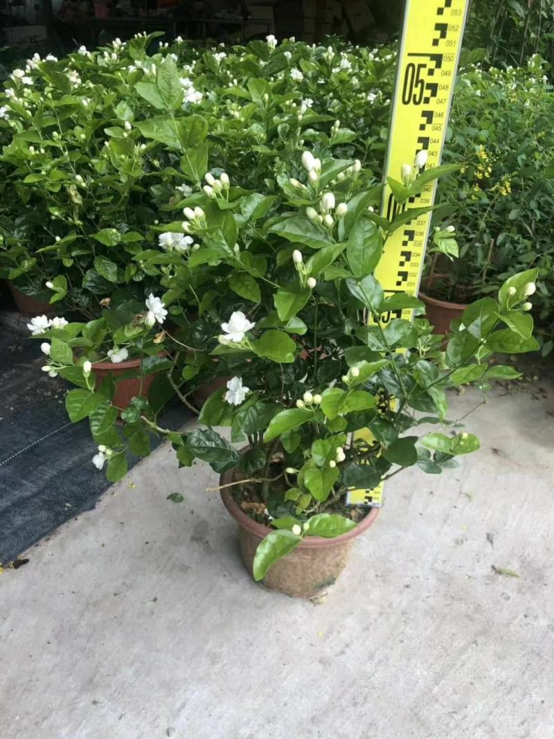 茉莉花盆栽花卉植物室内花苗四季开花浓香好养易活
