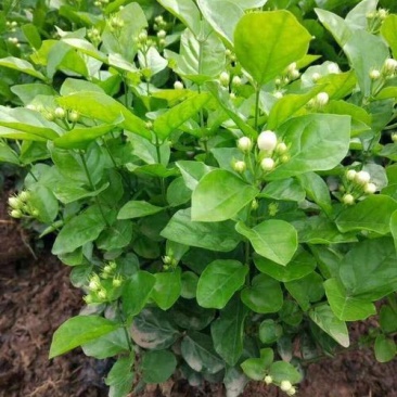 茉莉花盆栽花卉植物室内花苗四季开花浓香好养易活