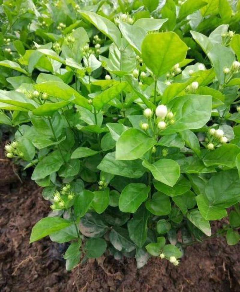 茉莉花盆栽花卉植物室内花苗四季开花浓香好养易活