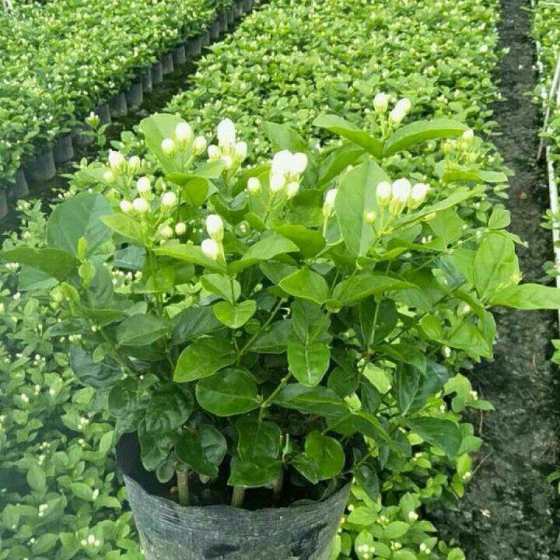 茉莉花盆栽花卉植物室内花苗四季开花浓香好养易活