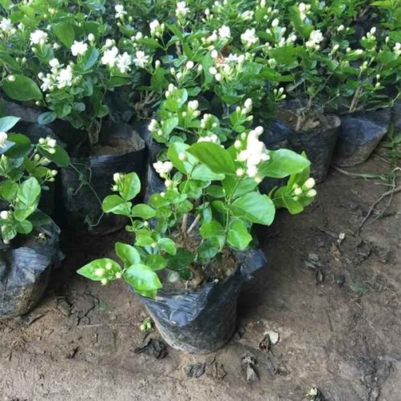 茉莉花盆栽花卉植物室内花苗四季开花浓香好养易活