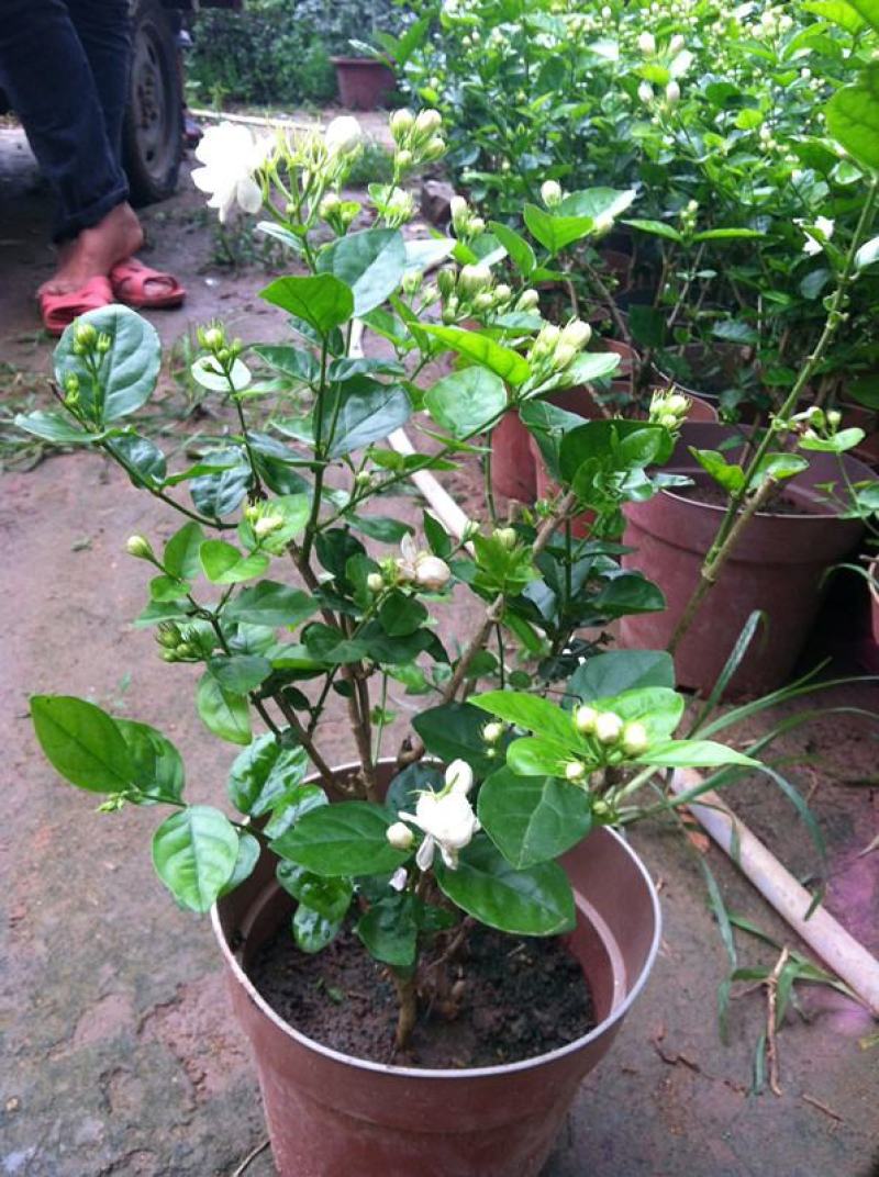 茉莉花盆栽花卉植物室内花苗四季开花浓香好养易活