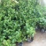 茉莉花盆栽花卉植物室内花苗四季开花浓香好养易活