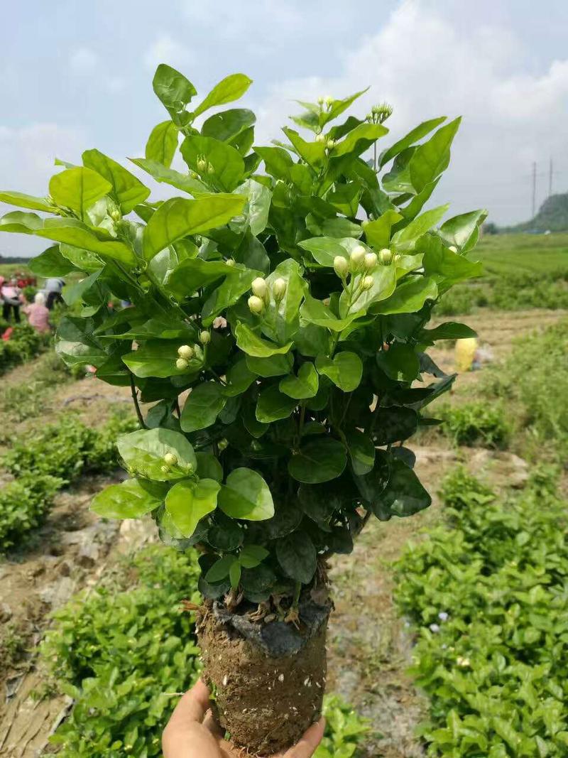 茉莉花盆栽花卉植物室内花苗四季开花浓香好养易活