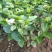 茉莉花盆栽花卉植物室内花苗四季开花浓香好养易活