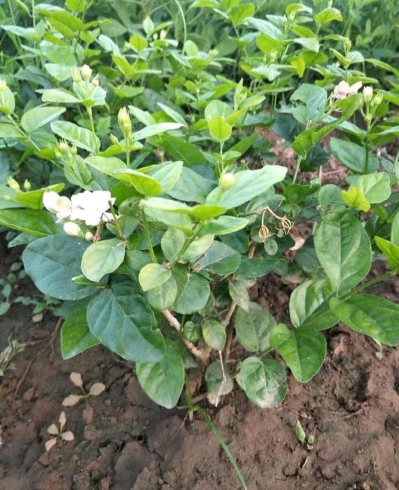茉莉花盆栽花卉植物室内花苗四季开花浓香好养易活