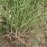 蔷薇蔷薇花苗爬墙梅红花蔷薇带刺蔷薇无刺蔷薇