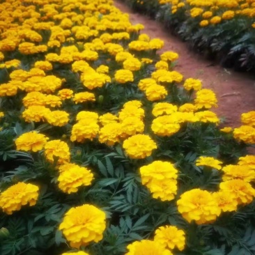 孔雀草