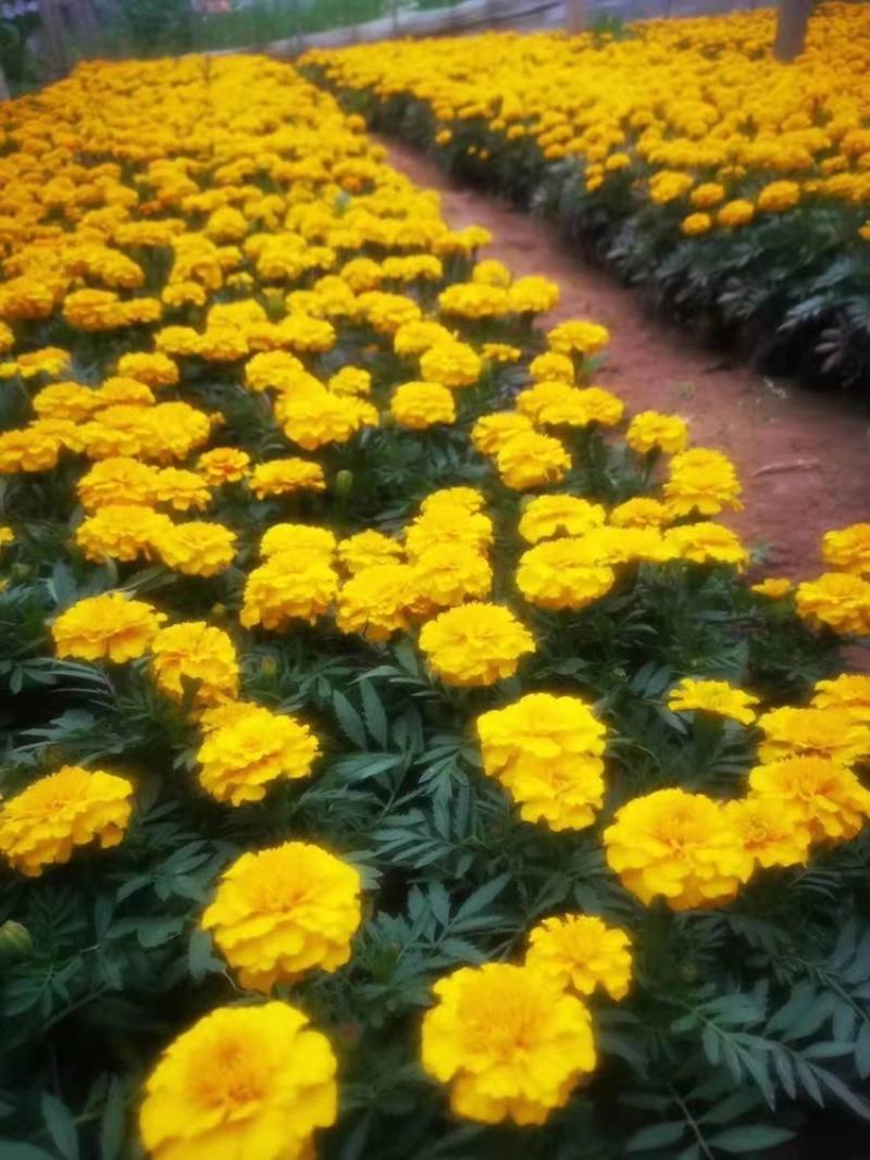 孔雀草