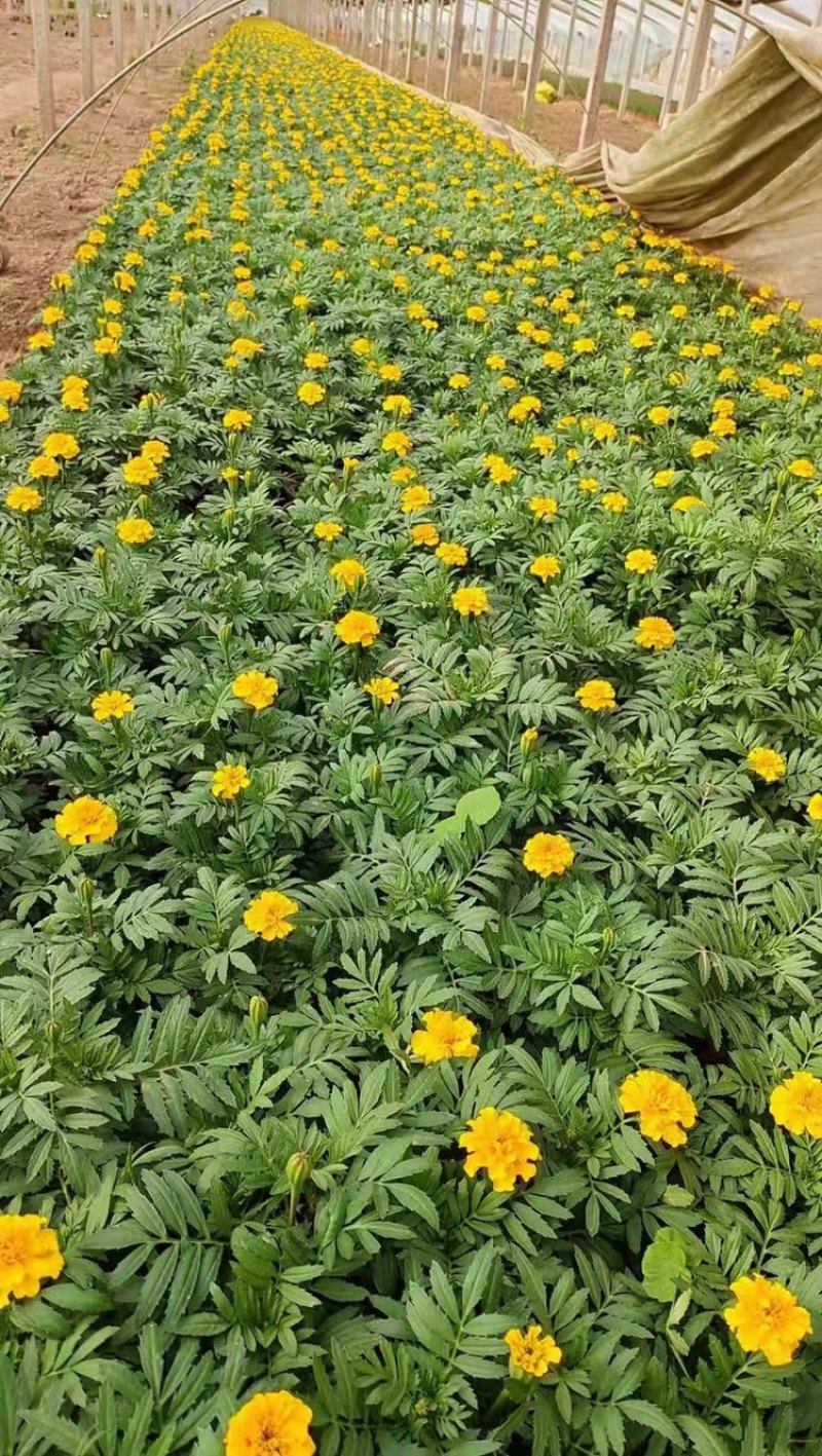 孔雀草