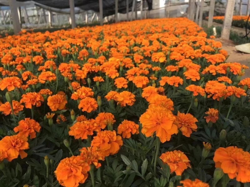孔雀草
