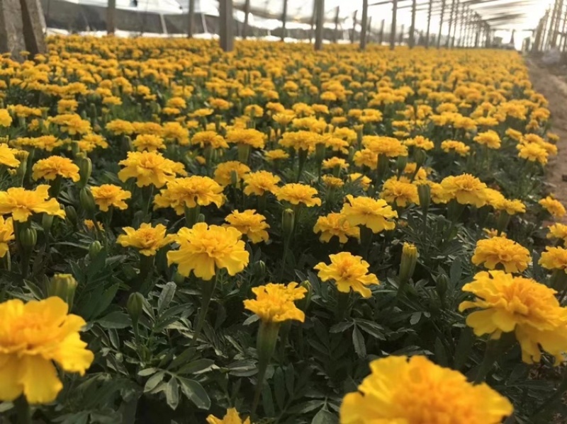 孔雀草
