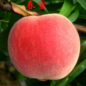 春蜜桃树苗水蜜桃苗春蜜桃苗春蜜苗桃苗特早熟桃苗