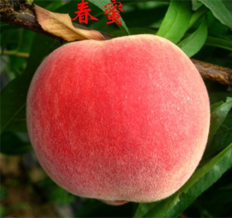 春蜜桃树苗水蜜桃苗春蜜桃苗春蜜苗桃苗特早熟桃苗