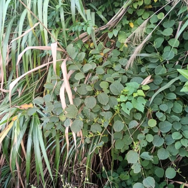 野生虎杖