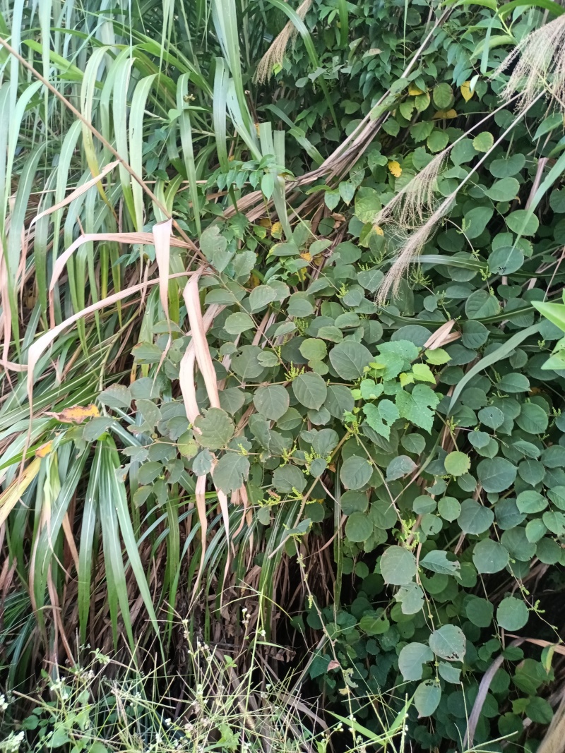 野生虎杖