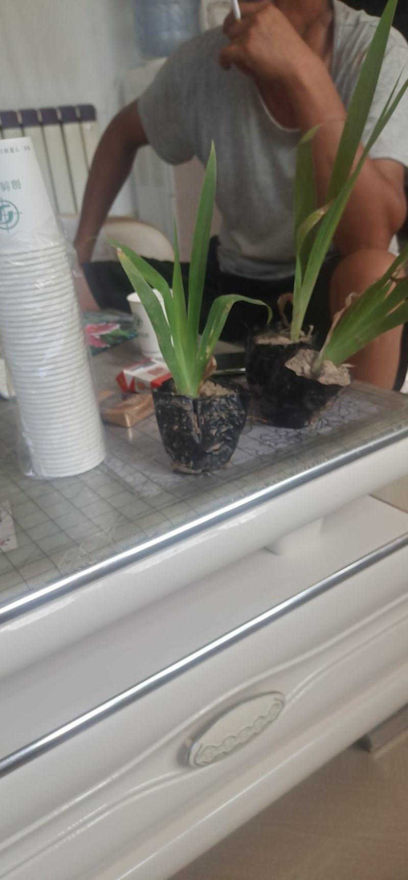 德国大兰花鸢尾花小兰花白花地苗及杯苗基地批发供应