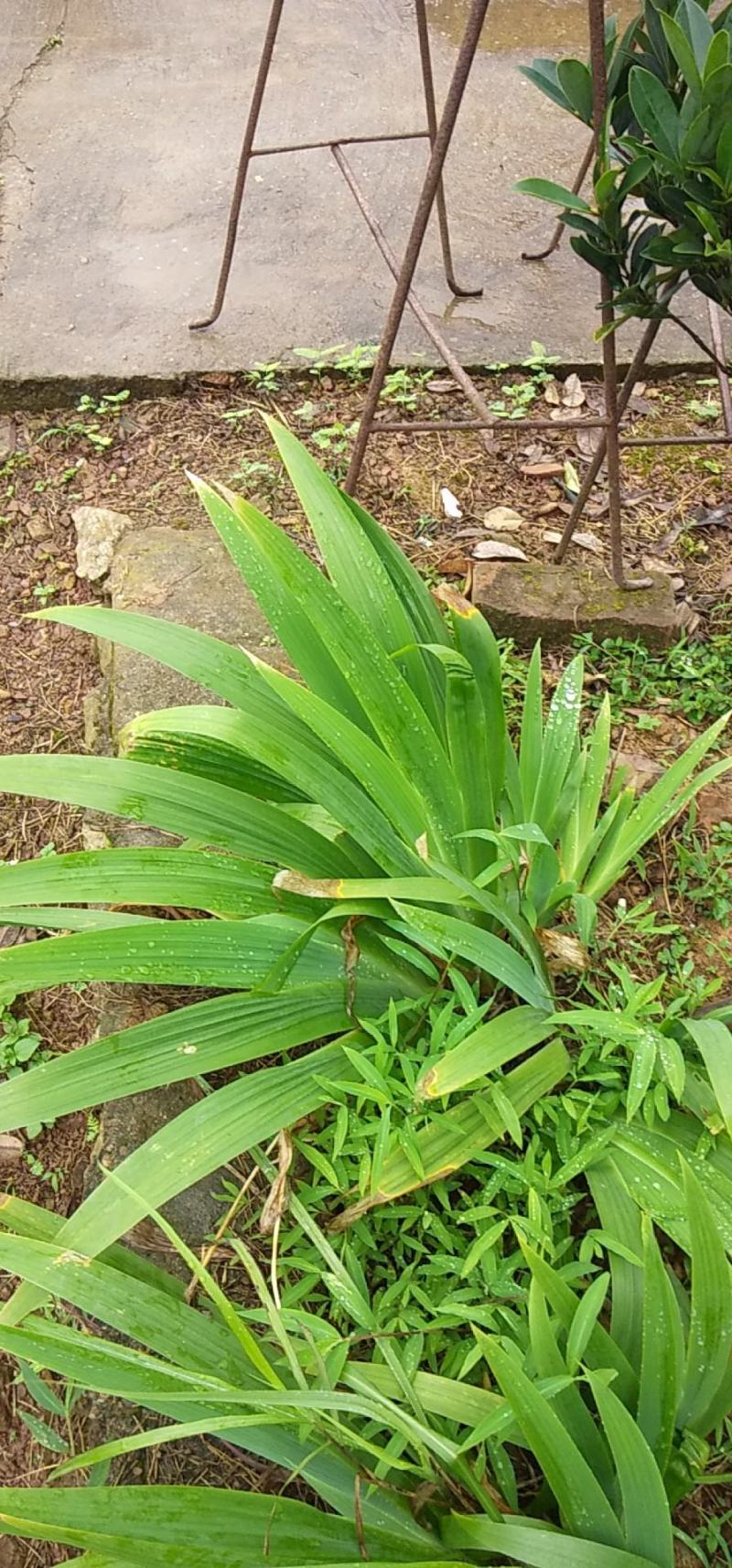 德国大兰花鸢尾花小兰花白花地苗及杯苗基地批发供应