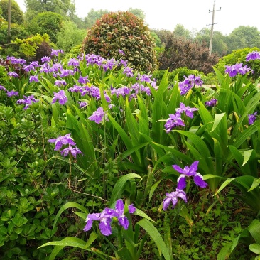 德国大兰花鸢尾花小兰花白花地苗及杯苗基地批发供应