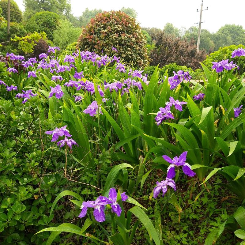 德国大兰花鸢尾花小兰花白花地苗及杯苗基地批发供应