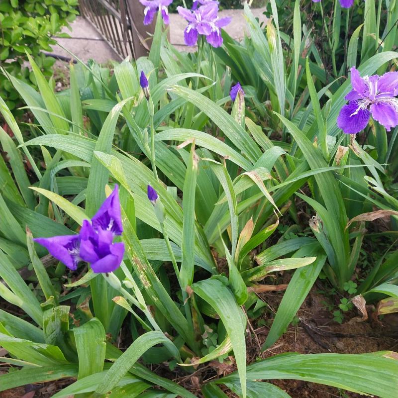 德国大兰花鸢尾花小兰花白花地苗及杯苗基地批发供应