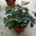 含羞草小盆栽办公桌趣味植物室内阳台花卉彩叶害羞草花苗