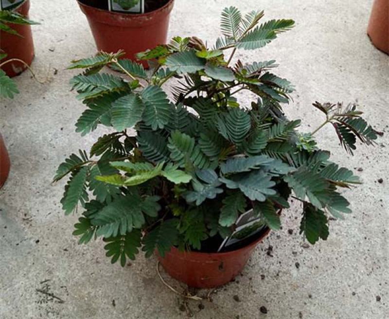 含羞草小盆栽办公桌趣味植物室内阳台花卉彩叶害羞草花苗