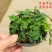 含羞草小盆栽办公桌趣味植物室内阳台花卉彩叶害羞草花苗